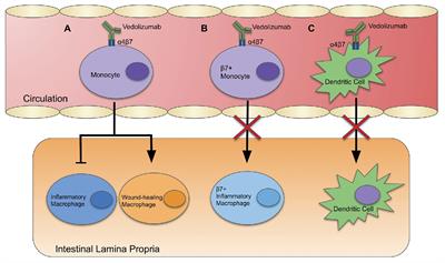 Vedolizumab: Potential Mechanisms of Action for Reducing Pathological Inflammation in Inflammatory Bowel Diseases